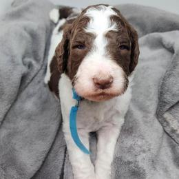 Charlie - Parti male Poodle puppy in Dover, Delaware from Dogtastic Poodles
