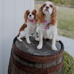 Cavalier King Charles Spaniel Puppies from Farmwood Cavaliers