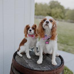 Cavalier King Charles Spaniel Puppies from Farmwood Cavaliers