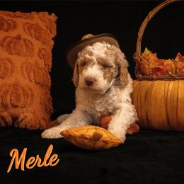 Merle Haggard - Parti male Poodle puppy in Ten Mile, Tennessee from Bella's Beauties Moyen Poodles