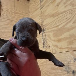 Girl 5 - Gray brindle female Cane Corso puppy in Granbury, Texas from Revolutions Kennel