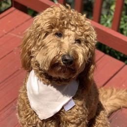 Goldendoodles from RVM Doodles