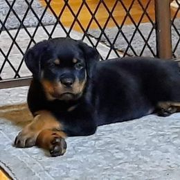 Rottweiler Puppies from Von Alley Rottweilers