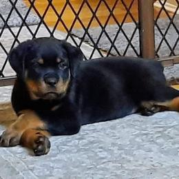 Rottweiler Puppies from Von Alley Rottweilers