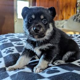 Gray Boy - Onni - Black and tan male Lapponian Herder puppy in Prattsburgh, New York from Maalattu Koirankoppi Lapponian Herders
