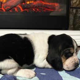 Oreo - Black white and brown male Basset Hound puppy in Walnut Grove, Missouri from C & L Beagles and Bassets