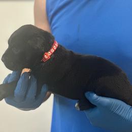 Freya - Black female Cane Corso puppy in Lubbock, Texas from Hub City Kennel