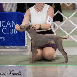 Ranger - American Hairless Terrier