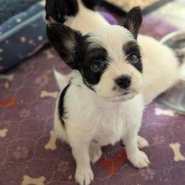 Lilly's AKC girl Rose - White black and tan female Papillon puppy in Joshua, Texas from Summertime Kennels
