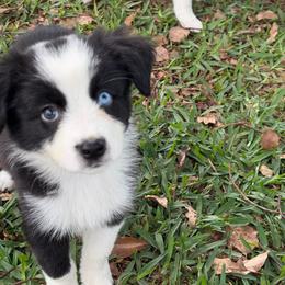 Girl 3 - Black tri-color female Australian Shepherd puppy in Lakeland, Florida from Infinite Aussies