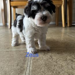 Miniature Schnauzer Puppies from Happy bearded schnauzers