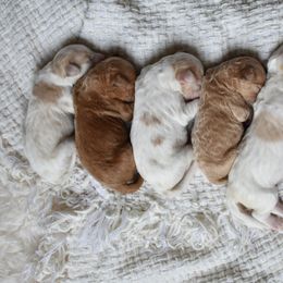 Goldendoodle Puppies from Edge Farm Goldendoodles