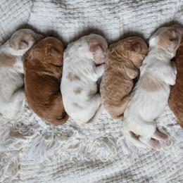 Goldendoodle Puppies from Edge Farm Goldendoodles