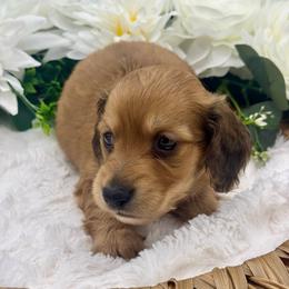 Gage - Red male Dachshund puppy in Exeter, California from Sawtooth Miniature Dachshunds