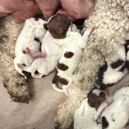Girl 1 - Brown roan female Lagotto Romagnolo puppy in Sherman, Texas from Texas Lagottos
