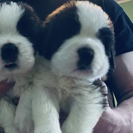 TBD - Saint Bernard