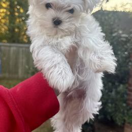 Maltese and Yorkshire Terrier Puppies from Maltese Dollhouse
