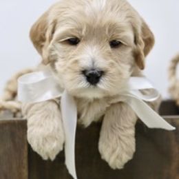 Australian Labradoodle Puppies from Crikey Australian Labradoodles