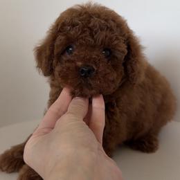 Boy - Red  male Poodle puppy in Marietta, Georgia from Toy Poodles by Iryna