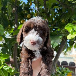 Mocha - Chocolate male Australian Labradoodle puppy in Orange, California from Little Kingdom Doodles