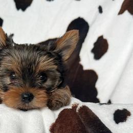 Athena - Blue and gold female Yorkshire Terrier puppy in Kendallville, Indiana from Yorkies Kisses/Rusalka Siren Song