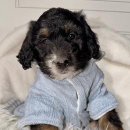 Resolution - Tri-color male Bernedoodle puppy in Beecher, Illinois from Erica’s Doodles