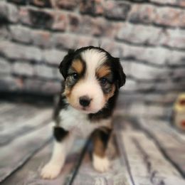 Wednesday - Black tri female Miniature Australian Shepherd puppy in Macomb, Missouri from Faunus Farms and Aussies