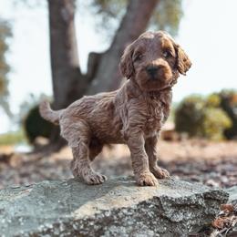 Cinder - Red  male Goldendoodle puppy in Shingle Springs, California from Kindred Oak Goldendoodles