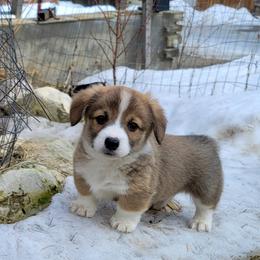 Pembroke Welsh Corgi Puppies from North Star Pembroke Welsh Corgi's