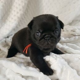 Mr. Orange - Black male Pug puppy in Gore, Oklahoma from Pugs on Pecan