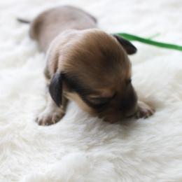 Rubbel - Cream male Dachshund puppy in Morrow, Ohio from Courtney’s Colorful Doxies