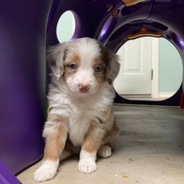 Miniature Australian Shepherd and Toy Australian Shepherd Puppies from Brat Aussies