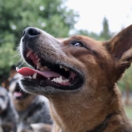 Dolly - Australian Cattle Dog