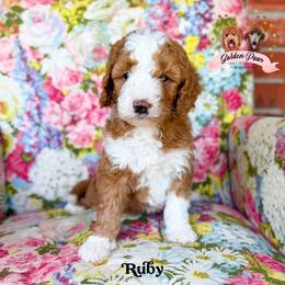 Ruby - female Bernedoodle puppy in Clinton, Oklahoma from Golden Paws Fur Babies