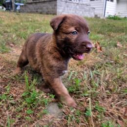 Moana (Liver dutchie x) - female Belgian Malinois puppy in Signal Mountain, Tennessee from Torgun Police Dogs