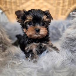 Limbo - Blue and gold male Yorkshire Terrier puppy in Battle Ground, Washington from Joyful Yorkies
