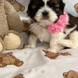 Gracie - Tricolor female Shih Tzu puppy in Glens Falls, New York from Shih Tzus N Giggles