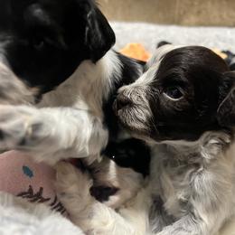 Miniature Schnauzer puppies from Journee Home Mini Schnauzers