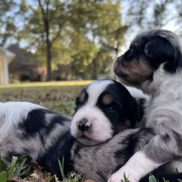 Miniature Australian Shepherds from Michael Fincher’s Miniature Australian Shepherd