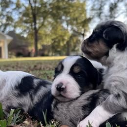 Miniature Australian Shepherds from Michael Fincher’s Miniature Australian Shepherd