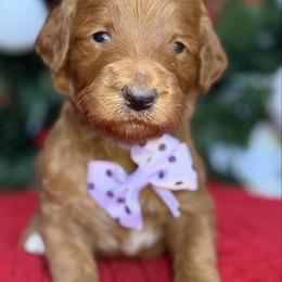 Yasmin -Lavendar collar female - Red  female Goldendoodle puppy in Yuciapa, California from AlltheDoodlez_