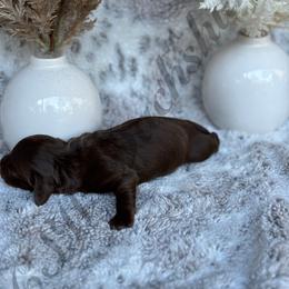 Dachshund Puppies from CSW Dachshunds