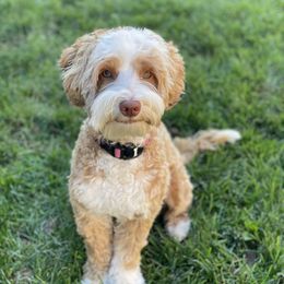 Luna - Australian Labradoodle