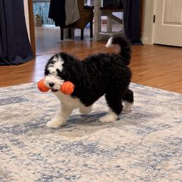 Brecken - Black and white male Aussiedoodle puppy in Charleston, Arkansas from Lazy S Aussies