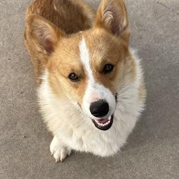 Dallas - Pembroke Welsh Corgi