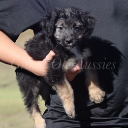 Mercedes - Black tri-color female Aussiedoodle puppy in Weatherford, Texas from Grand Ole Aussies