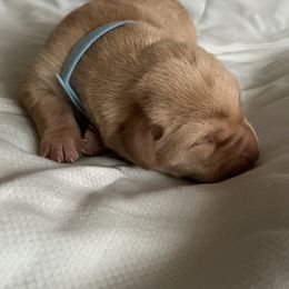 Tuffy - Yellow male Labrador Retriever puppy in Princess Anne, Maryland from Little Farm