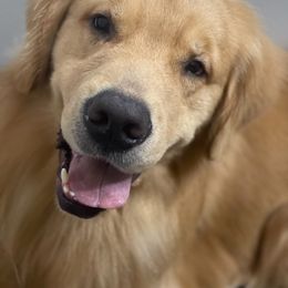 Nacho - Golden Retriever