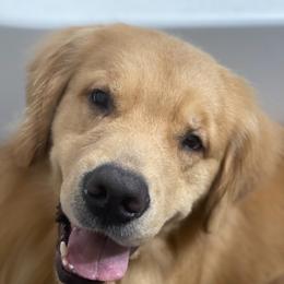 Nacho - Golden Retriever