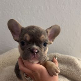 Angus - Tricolors male French Bulldog puppy in Florida from Doxie Rugrats